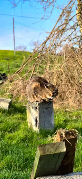 Kırsalda bir bahçede oturan kedi.