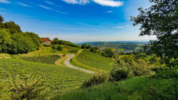Güneşli Avusturya 'daki üzüm bağlarının manzarası 