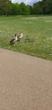 Yetişkin kaz ve kazlar papatya yetiştirerek çimlerin üzerinde yürüyorlar. Parkta koşan bir patika