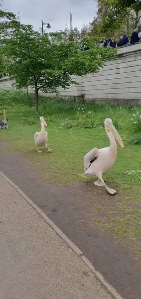 Londra 'da bir parkta insanlar arasında sakince yürüyen iki beyaz pelikan.