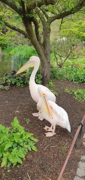 Parkta ağaçların arasında duran iki beyaz pelikan etrafta dolaşan insanları umursamıyor..
