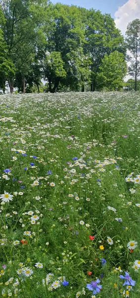 Parkta arılar ve vahşi tozlayıcılar için çiçek açan bir çayır.