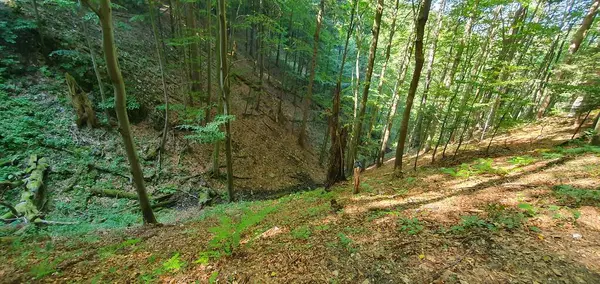 Pieniny Dağları 'ndaki orman vadisi boyunca akan bir dere. Devrilmiş ağaçlarla dolu bir orman 