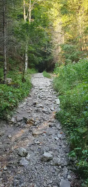 Ormanda taşlı bir patika. Pieniny