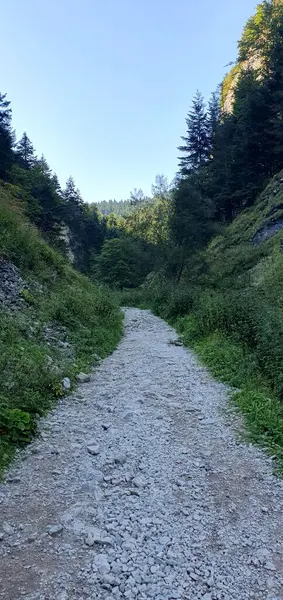 Bir orman geçidinde yol