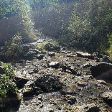 Pieniny Dağları 'ndaki Homole vadisinde ağaçların arasından akan kayalık bir nehir..