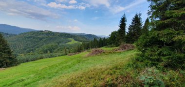 Yeşil çayır ve arka planda ormanlar olan küçük bir manzara. Mavi gökyüzü ile huzurlu bir manzara.