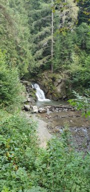 Fotoğraf Pieniny Dağları 'ndaki bir orman şelalesini gösteriyor. Yukarıdan görülüyor. Kayalıklardan aşağı çağlayan sular. Kayalık dere yatağı, yeşillik ve ağaçlar doğal bir manzara yaratır..