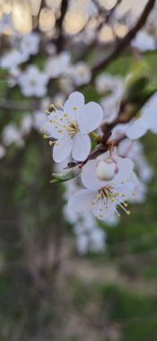 Fotoğraf bir dalda beyaz erik çiçeklerinin yakın çekimini gösteriyor. Görünür narin yapraklar, sarı mantarlar ve yeşil yapraklar. Makro.