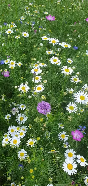 Bir çayır dolusu kır çiçeğinin, baskın papatya ve mısır çiçekleriyle yakın plan çekimi. Güneşli gün, doğal güzelliklerini ve renklerini vurgular..