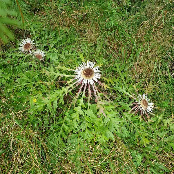 Fotoğraf yeşil bir çayırdaki doğal ortamında sapsız bir devedikeni (Carlina acaulis) gösteriyor. Bitki büyük, dikenli yapraklar ve beyaz çiçeklerle ayırt edilir..