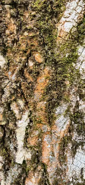 Fotoğraf, yosun kaplı bir ağaç kabuğunu gösteriyor. Görünür zengin doku, çatlaklar ve doğal renkler. Makro fotoğrafçılık.