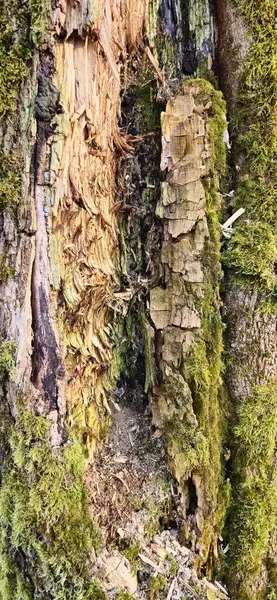 Fotoğrafta çürüyen ağaç kabuğunun yosunla kaplı olduğu görülüyor. Görünür bozulma izleri, çatlaklar ve doğal renkler. Makro fotoğrafçılık.