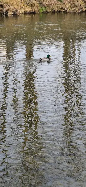 Fotoğrafta Vistula Nehri 'nde yüzen bir yaban ördeği görülüyor. Sakin su, ağaç yansımaları. Doğal manzara..