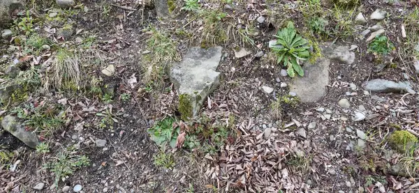 Fotoğrafta orman çalılıklarının taşlı ve yosunlu yakın çekimi görülüyor. Görünür kuru yapraklar ve çimenler. Doğal doku ve renkler.