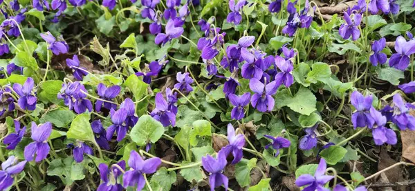 Fotoğraf, orman çalılıklarında büyüyen mor menekşeleri gösteriyor. Çiçek ve yaprakların görünür detayları. Doğal görünüm.