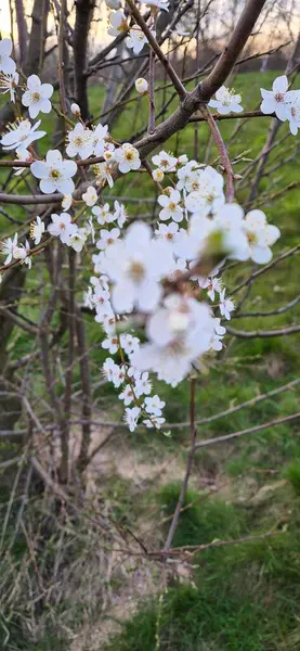 Fotoğraf dallarında beyaz çiçekler olan çiçek açan erik ağacını gösteriyor. Bulanık arkaplan, doğal bahar görünümü.
