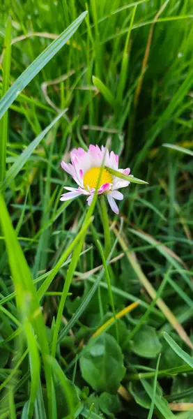 Fotoğraf, çimenlerde büyüyen pembe uçlu taç yapraklı bir papatyanın yakın çekimini gösteriyor. Bahar, doğal manzara.