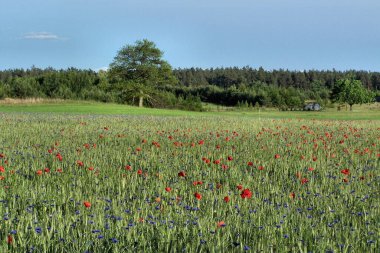 Haşhaş tarlası ve çiçek. Kırmızı gelincikler ve mavi çiçeklerle dolu geniş bir tarla. Arka planda orman manzarası, mavi gökyüzü.