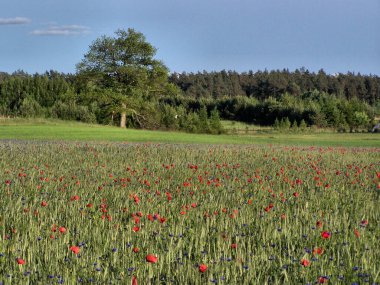 Haşhaş ve çiçek tarlası. Kırmızı gelincikler ve mavi çiçeklerle dolu geniş bir tarla. Arka planda orman manzarası, mavi gökyüzü, yalnız ağaç..