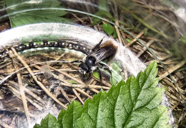 Kavanoz dipte arı. Kavanoz tabanı, makro fotoğrafçılık, arı ve cam yapının ayrıntıları. Üst görünüm.