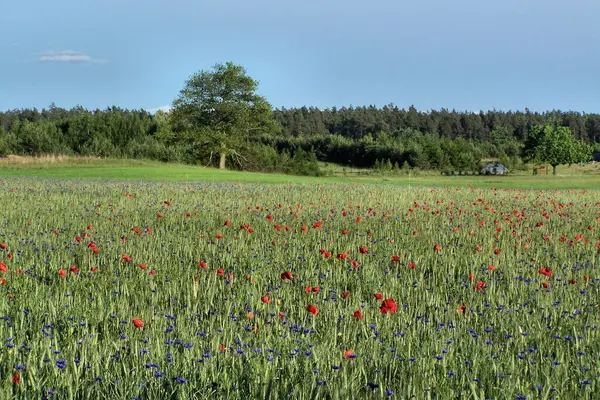 Haşhaş tarlası ve çiçek. Kırmızı gelincikler ve mavi çiçeklerle dolu geniş bir tarla. Arka planda orman manzarası, mavi gökyüzü.