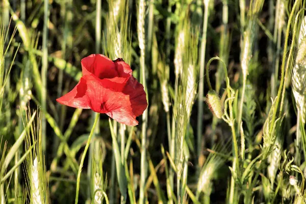 Buğday tarlasında haşhaş. Kırmızı haşhaş, yeşil buğday tarlasına karşı. Yatay çekim, çiçek ve sapların ayrıntıları.
