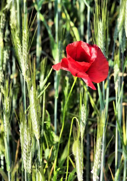 Buğday tarlasında haşhaş. Kırmızı haşhaş, yeşil buğday tarlasına karşı. Dikey çekim, çiçek ve sap detayları. Doğal ışık renkleri vurgular.