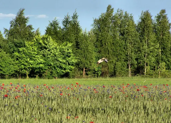 Haşhaş ve çiçek tarlasının üstündeki kuş. Kırmızı gelincikler ve mavi çiçeklerle dolu bir tarlada uçan kuş. Arka planda orman manzarası, mavi gökyüzü.