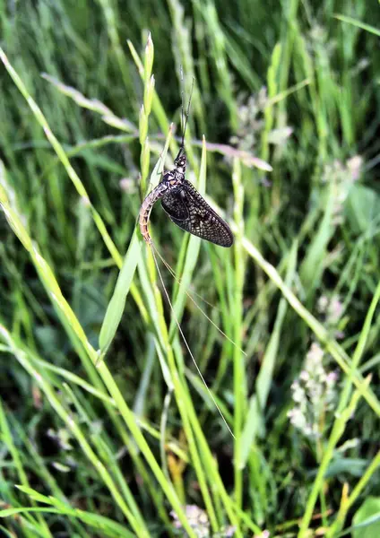 Çimlerin üzerinde Mayıs sineği (makro). Mayfly (Ephemeroptera) bir çimen yaprağı üzerinde, makro fotoğrafçılık. Böceğin yapısının detayları, şeffaf kanatlar. Görünür karın, kanatlar, bacaklar ve antenler..