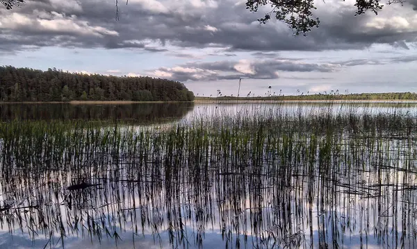 Sazlıklarla dolu göl. Önünde sazlıklar olan bir göl. Sakin su yüzeyi, bulutlu gökyüzü. Orman karşı kıyıda görünüyor. Yatay çekim.