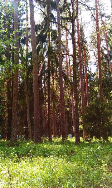 Çam ormanı. Ormanda uzun çam ağaçları, aşağıdan manzara. Güneş ışınları ağaçları delip geçiyor..