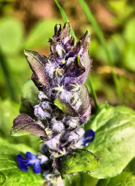 Bugleweed çiçeği yakından. Bugleweed çiçeğine yakın plan. Mor-mavi çiçekler ve yeşil yapraklar. Makro.