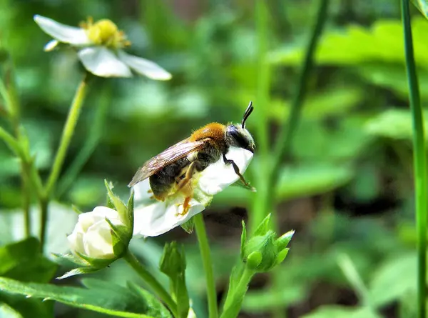 Yabani çilek çiçeğine arı. Yabani bir çilek çiçeğinin üzerinde oturan bir arının yan görüntüsü. Yakın çekim, makro.