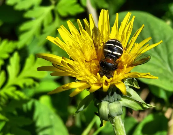 Canlı sarı bir çiçek üzerinde çalışan bir uçan sineğin yakın çekimi. Böcek ve çiçeğin ince ayrıntıları görünür..