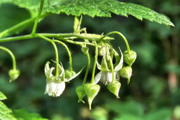 Çiçekli böğürtlen. Beyaz, narin böğürtlen çiçekleri yeşil yapraklı arka plana karşı. Makro fotoğraf, üst görünüm, çiçek ve tomurcukların ayrıntıları.