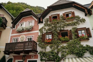 Hallstatt 'teki evler. Hallstatt 'ta ahşap pencereli ve balkonlu renkli evler. Yeşil sarmaşıklar ve çiçeklerle kaplı evler..