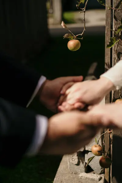  Yeni evlilerin ve elmaların elleri. Ön planda yeni evlilerin bulanık elleri arka plandaki bir dala asılı keskin bir elma. Dikey çekim.