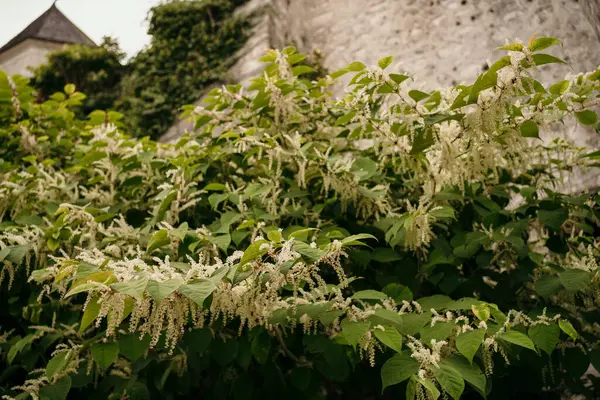 Duvarda Japon düğümü var. Japon düğüm otu (Fallopia japonica) ve taş bir duvarda çiçek açan beyaz çiçekler. Bir sürü yeşillik. Yatay çekim.