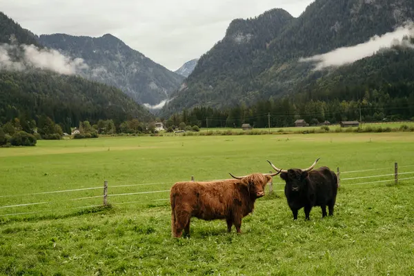 Alplerdeki İskoçyalı inekler. Alp vadisindeki yeşil bir çayırda otlayan iki inek. Arka planda dağlar ve bulutlu gökyüzü. Yatay çekim.