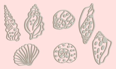 Deniz kabuğu vektörü ayarlandı. El çizimi deniz kabuğu çizimi