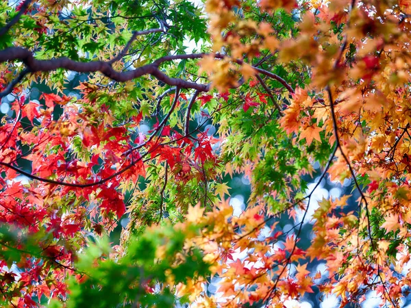 Hokkaido Japan Sonbahar Yaprakları — Stok fotoğraf