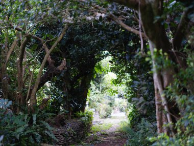 İriomote adasındaki sonai bölgesi.