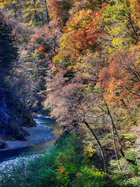 Herfstbladeren Iwanai Hokkaido — Stockfoto