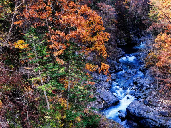 Осенние Листья Иванайском Хоккайдо — стоковое фото