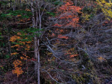 Iwanai Hokkaido 'da sonbahar yaprakları