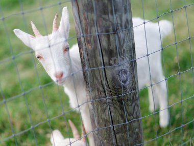 Hokkaido japan 'da çiftlik keçisi