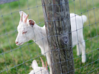 Hokkaido japan 'da çiftlik keçisi