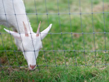 Hokkaido japan 'da çiftlik keçisi