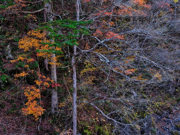 Podzimní Listí Iwanai Hokkaido — Stock fotografie